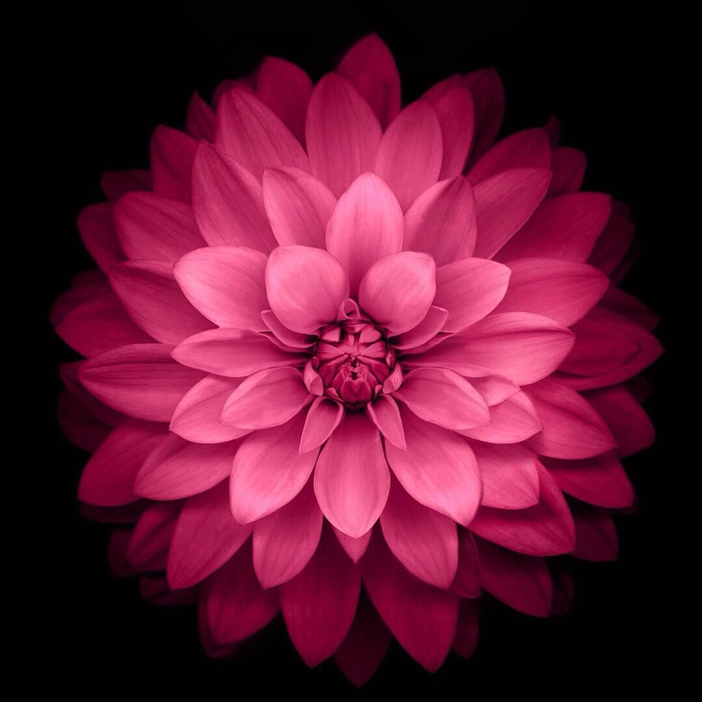 Meet your Posher, Abigail